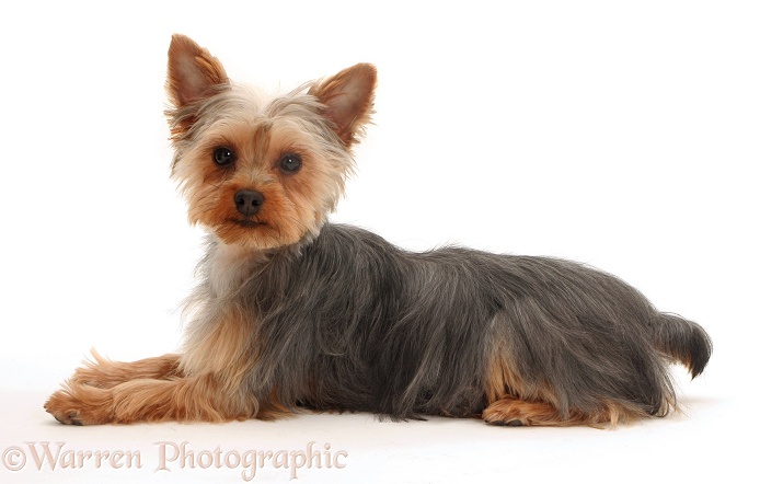 Yorkshire Terrier, Tira, lying with head up, white background