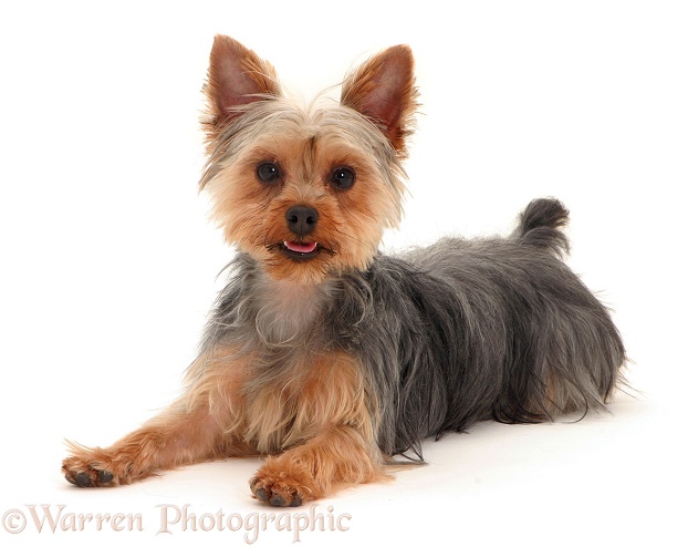 Yorkshire Terrier lying with head up, white background