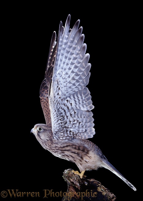 Kestrel (Falco tinnunculus) juvenile male at take-off.  Europe, Africa & Asia