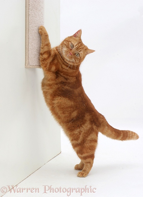 Ginger cat using a scratch-post, white background