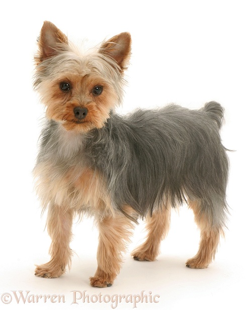 Yorkshire Terrier standing, white background
