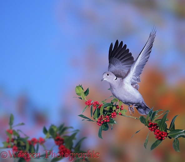 Collared Dove (Streptopelia decaocto) male taking off from holly.  Europe, North Africa