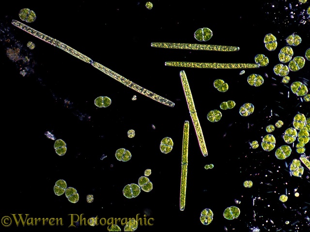 Desmids of two species in pond water