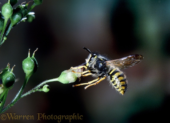 Common Wasp (Vespula vulgaris) alighting on figwort flower