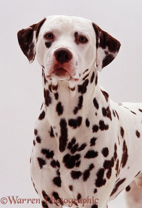 Dalmatian dog, Shadow, white background