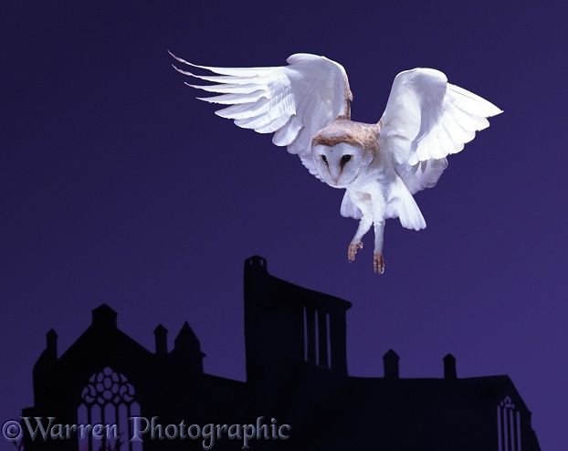 Barn Owl (Tyto alba) flying over ruined abbey
