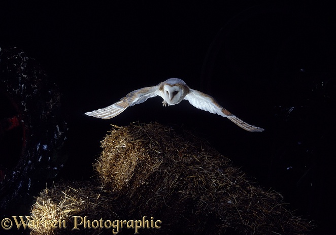 Barn Owl (Tyto alba) flying over straw bales.  Worldwide
