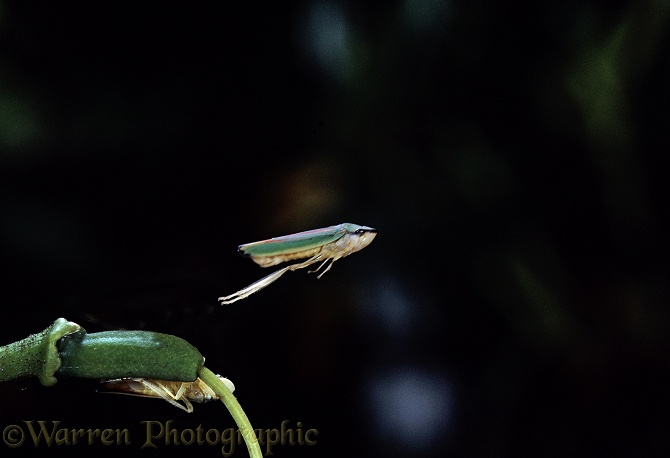 Rhododendron Leaf-hopper (Graphocepala coccinea)  leaping series of 4 No 2.  Europe, Asia and N. America