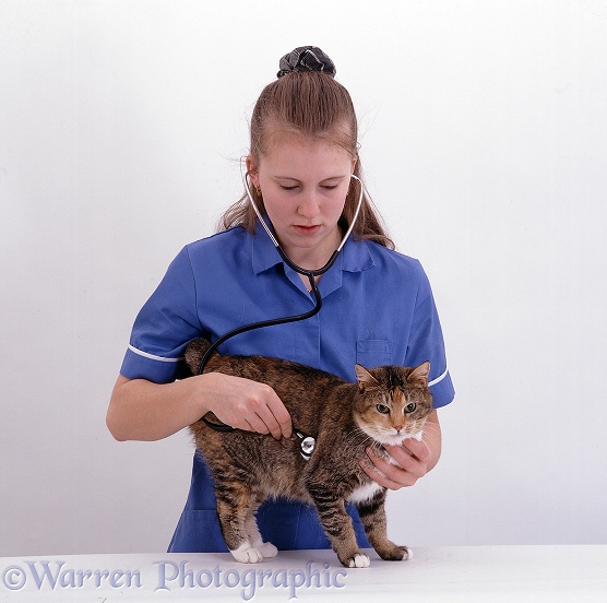 Vet nurse listening to cat's chest, white background