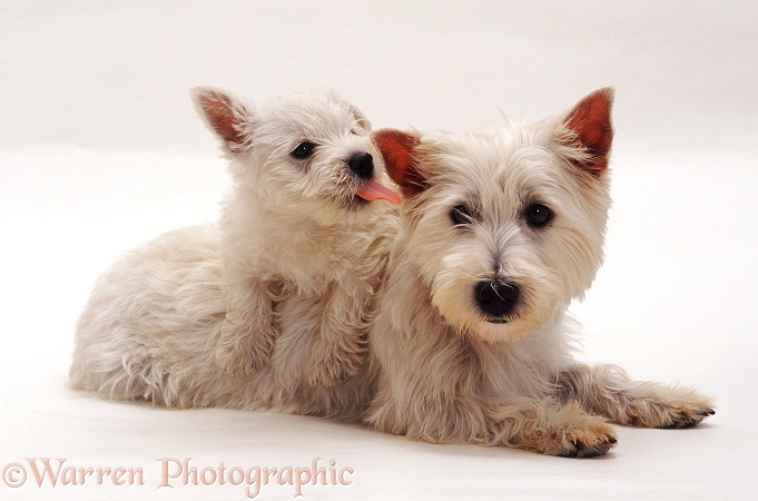 Westie mother and pup, white background
