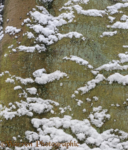Snow on a beech tree.  Surrey, England