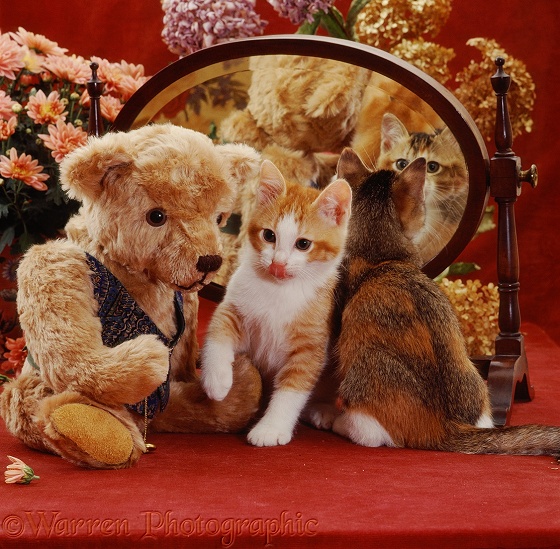 Ginger-and-white kitten with his tabby-tortoiseshell sister and old-fashioned teddy bear in front of an antique dressing table mirror