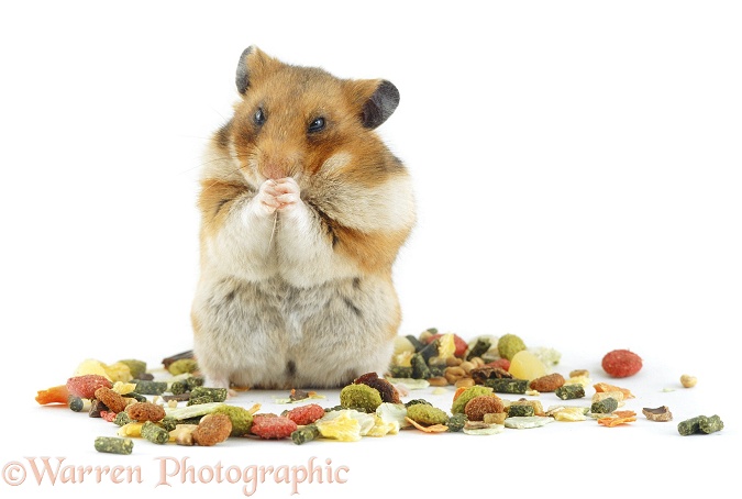 Golden Hamster combing her whiskers, white background