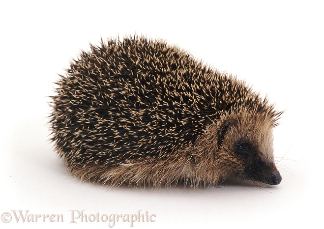 Hedgehog (Erinaceus europaeus) just uncurled, white background