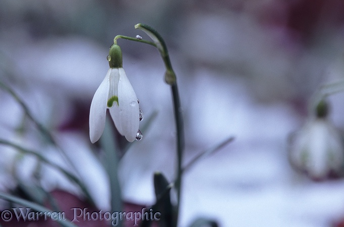 Snowdrop (Galanthus nivalis) in melting snow.  Europe, introduced elsewhere