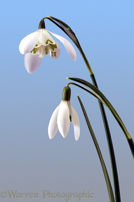 Snowdrops (Galanthus nivalis).  Europe, introduced elsewhere
