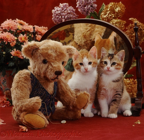 Ginger-and-white kitten with his tabby-tortoiseshell sister and old-fashioned teddy bear in front of an antique dressing table mirror