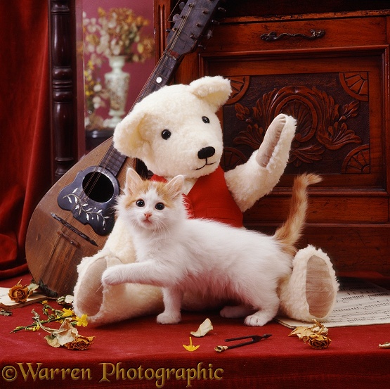 Turkish Van Cat kitten, 9 weeks old, with Cream Teddy Bear and mandolin