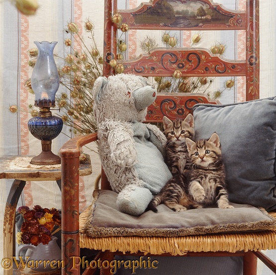 Blue Teddy Bear with two tabby kittens, 8 weeks old, on a chair