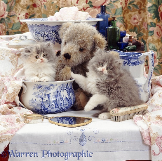 Blue bicolour Persian kittens, 9 weeks old, with Brindle Teddy Bear and Victorian Staffordshire wash-stand set