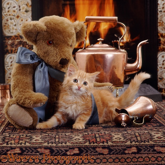 Ginger kitten Crusoe Robinson, 10 weeks old, with Grandpapa Teddy Bear, in front of blazing fire