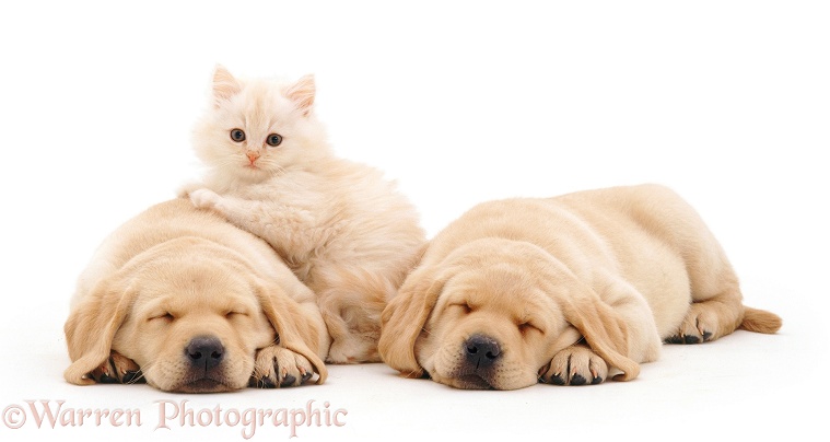 Cream kitten, 8 weeks old, with sleeping Yellow Labrador Retriever pups, 6 weeks old, white background