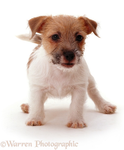 Rough-coated Jack Russell Terrier pup Gina, white background