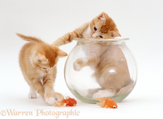 Kittens and goldfish bowl, white background