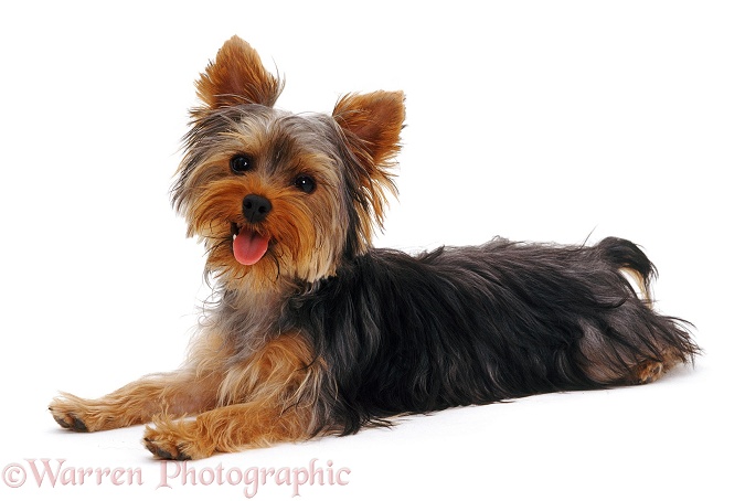 Yorkie lying with head up, white background