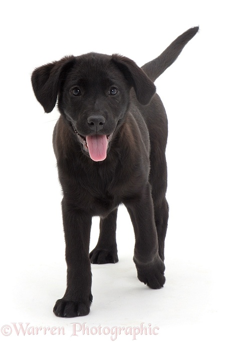Black Labrador puppy, white background