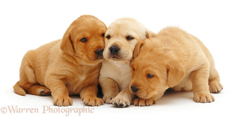 Trio of Labrador pups, white background