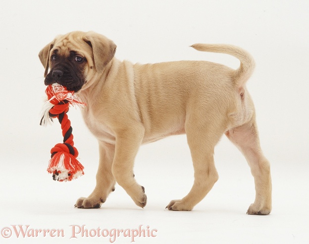 English Mastiff pup with ragger toy, white background