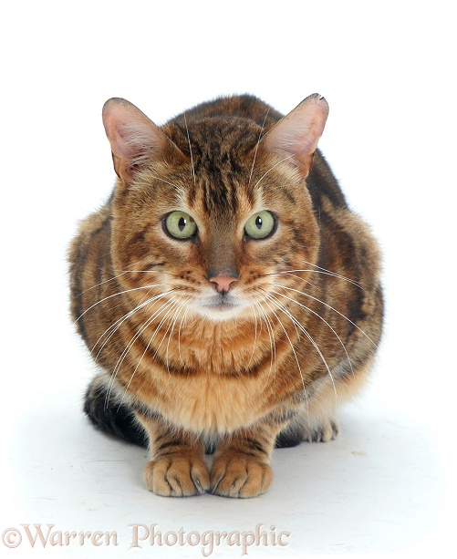 Bengal cat, Spike, white background
