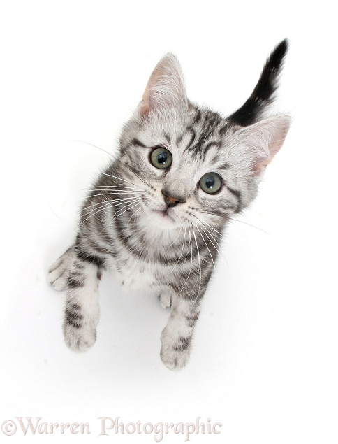 Silver tabby kitten looking up, white background