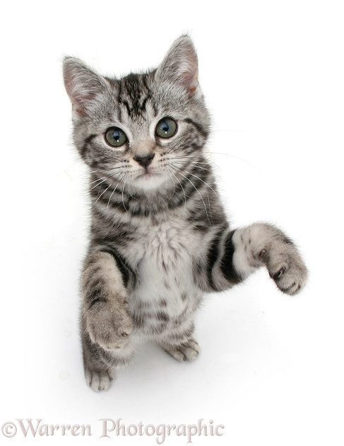 Silver tabby kitten standing and reaching up, white background