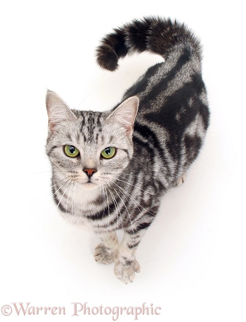 British shorthair silver tabby female cat, Zelda, looking up, white background
