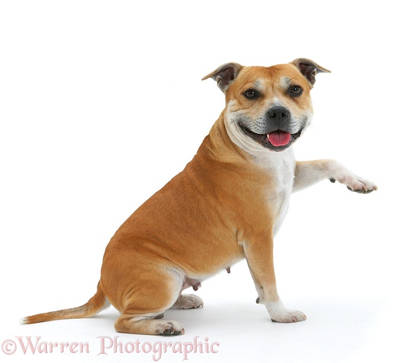 Staffordshire Bull Terrier with raised paw, pointing, white background