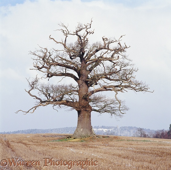 English Oak (Quercus robur) - Winter 2004.  Surrey, England
