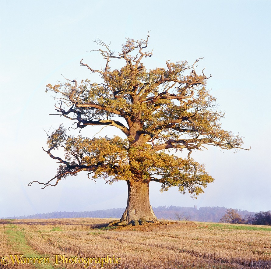English Oak (Quercus robur) - Autumn 2004.  Surrey, England