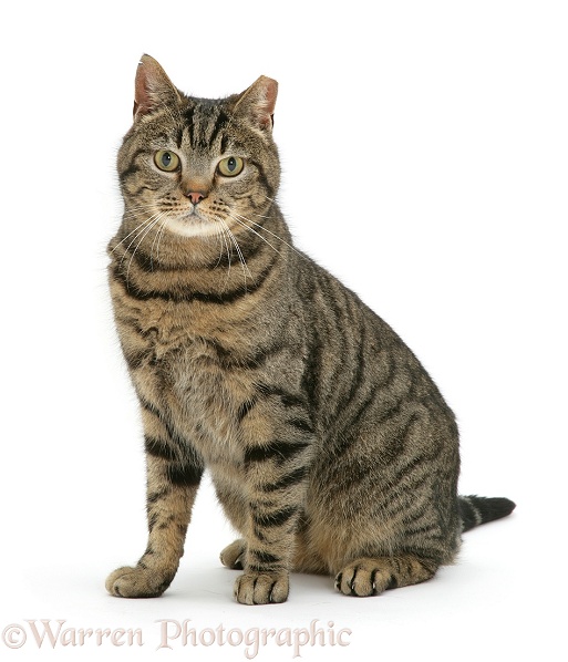 Ear-tipped tabby cat sitting, white background