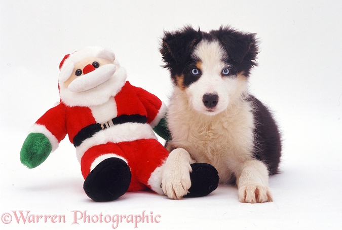 Border Collie pup Ishmael with Santa toy, white background