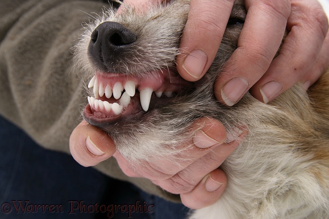 Showing undershot mouth of Jack Russell Terrier, Daisy