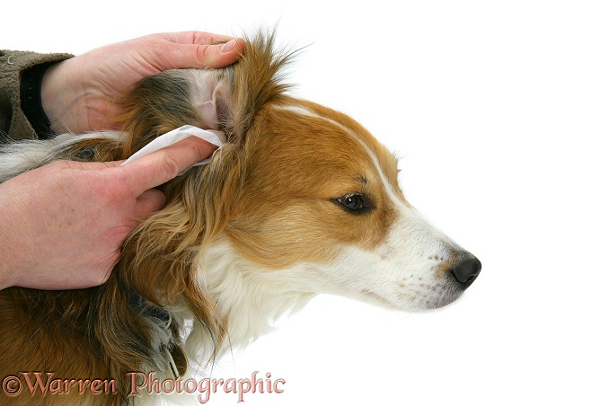Cleaning Border Collie, Lollipop's ears, white background