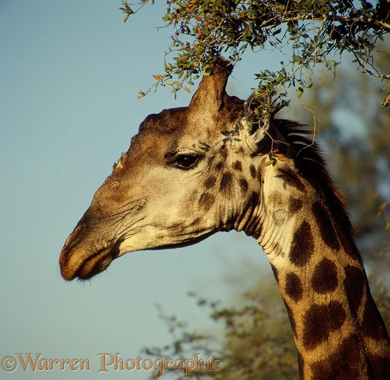 Giraffe (Giraffa camelopardalis).  Africa