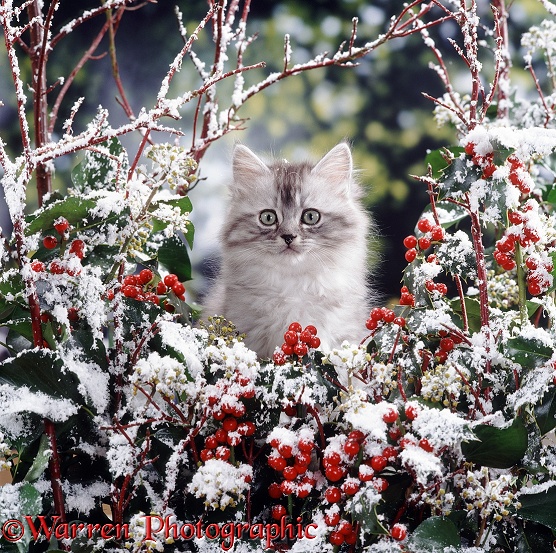 Portrait of fluffy silver tabby kitten MK III with snowy holly and ivy berries