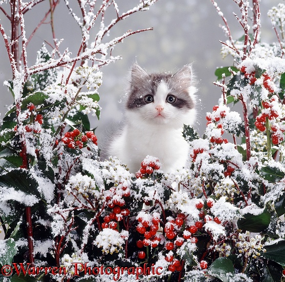 Portrait of Persian-cross kitten among snowy ivy and holly berries