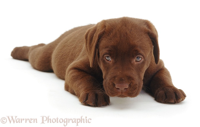 Chocolate Labrador pup, white background