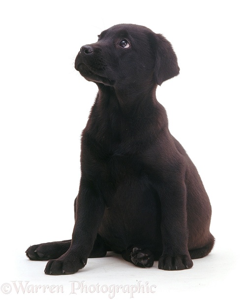 Black Labrador puppy, white background