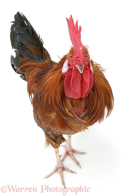 Rooster, white background