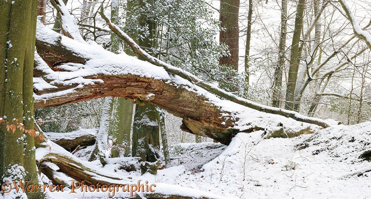 Woodland in winter.  Surrey, England